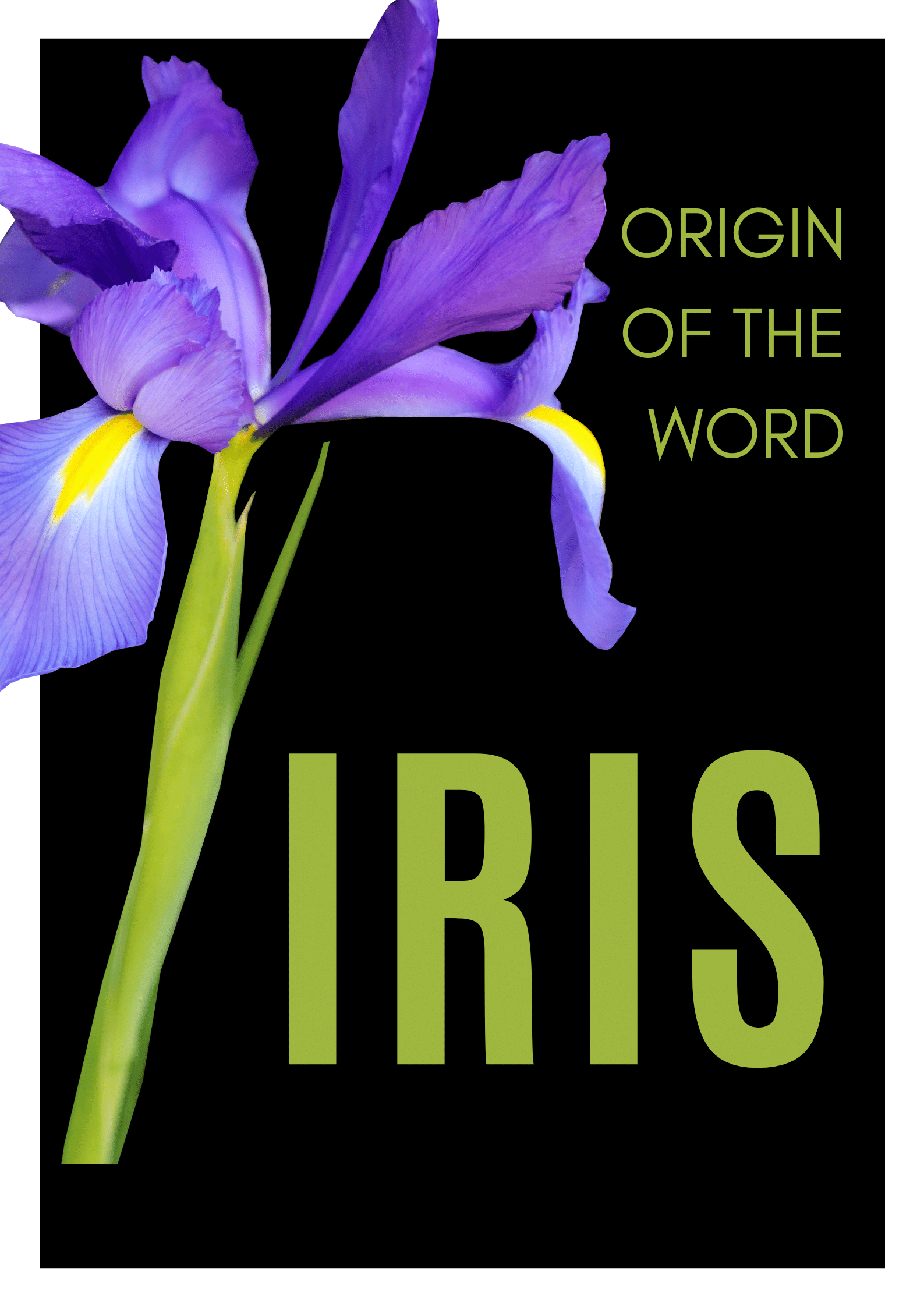 Origin of Iris