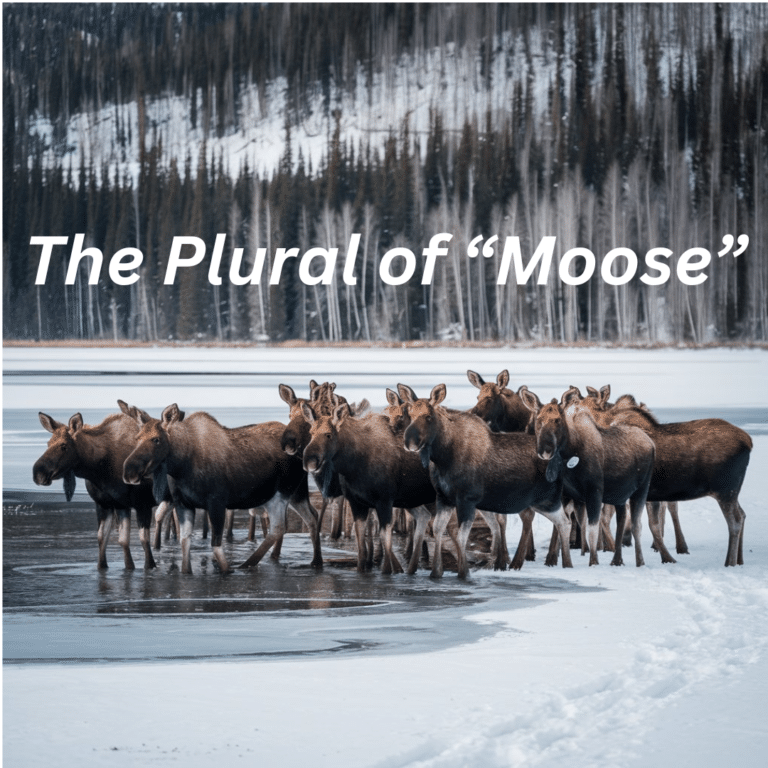 What s the plural of moose grammar blend
