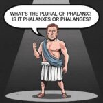 What’s the Plural of Phalanx? Is it Phalanxes or Phalanges?