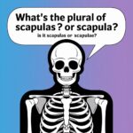 What’s the Plural of Scapula? Is it Scapulas or Scapulae?